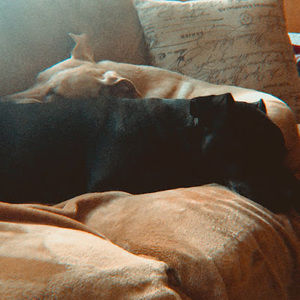 Meet your Posher, Riley